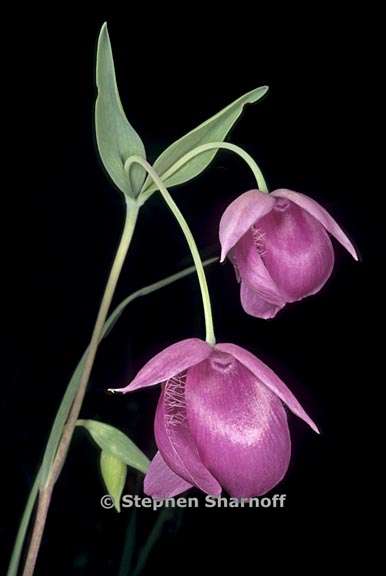 calochortus amoenus 4 graphic